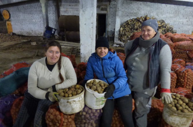 У соликамских аграриев из ООО «Сельское» в закромах картофель, а на обед – пельмени